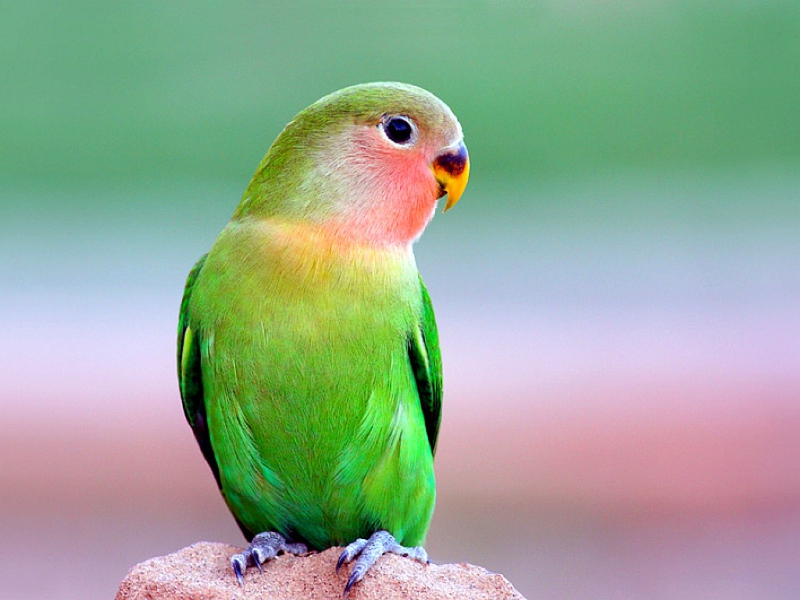 Beautiful Parrot