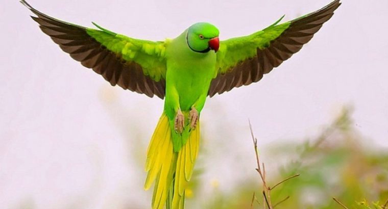 Beautiful Parrot