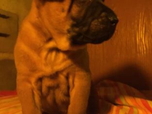 Thai Ridgeback Puppies