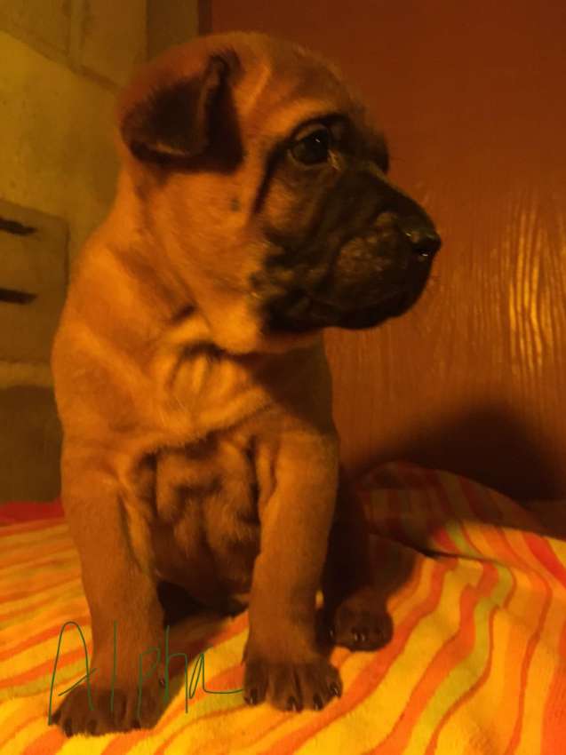 Thai Ridgeback Puppies