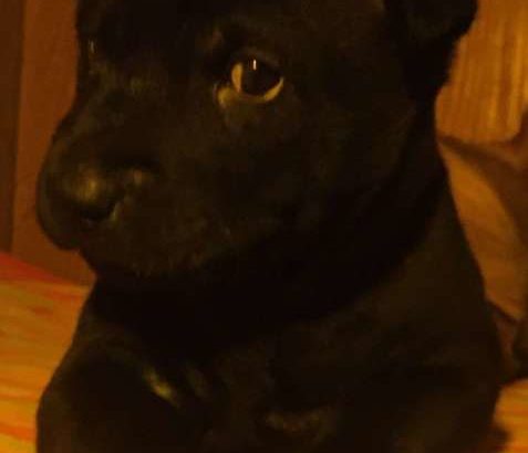 Thai Ridgeback Puppies