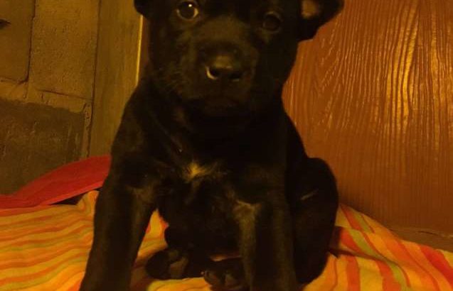 Thai Ridgeback Puppies