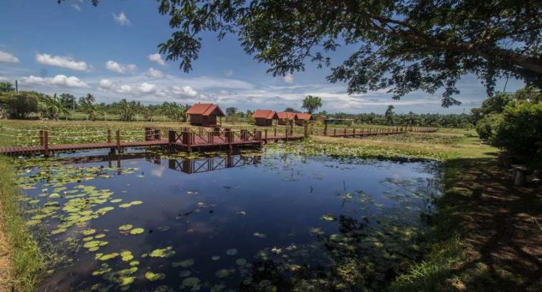 Resort and lotus farm