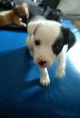 Jack Russell puppies For Sale