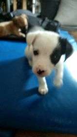 Jack Russell puppies For Sale