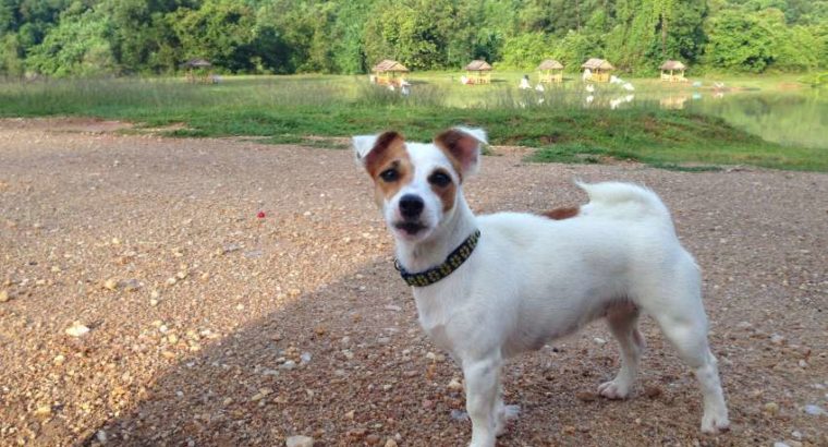 Jack Russell puppies For Sale