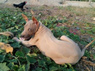 Thai Ridgeback dog