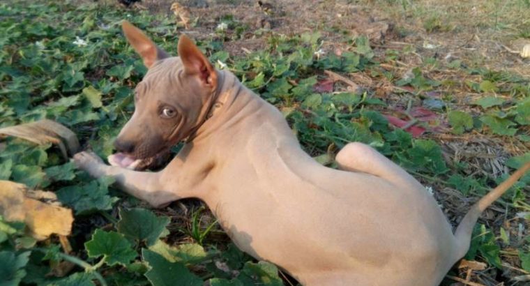 Thai Ridgeback dog