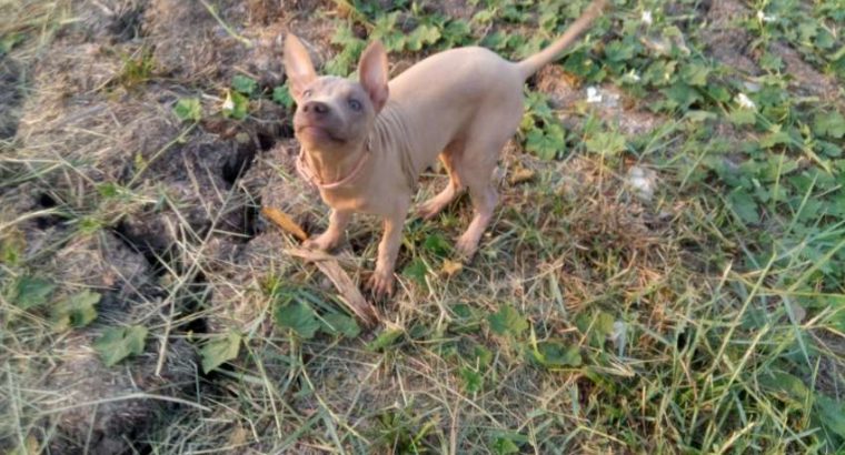 Thai Ridgeback dog