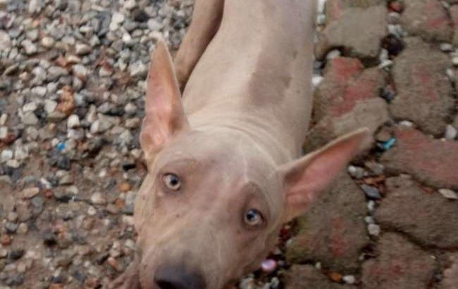 Thai Ridgeback dog