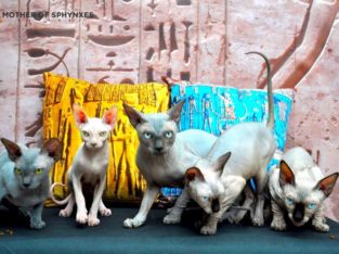 Sphynx kittens for sale