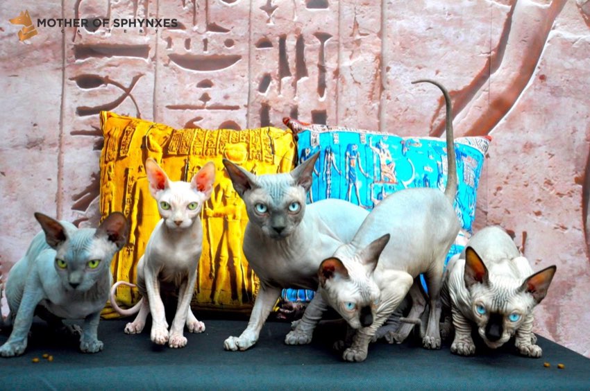 Sphynx kittens for sale