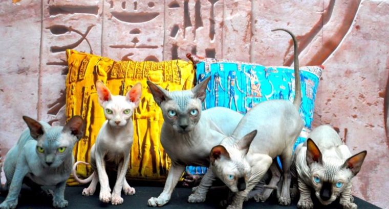 Sphynx kittens for sale