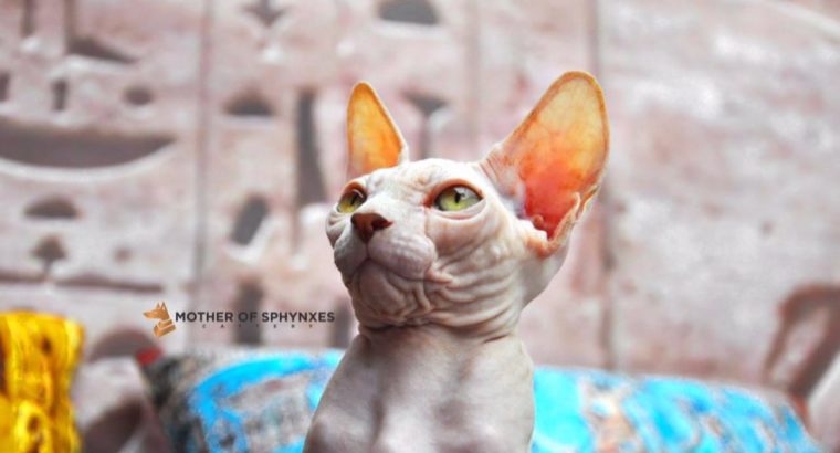 Sphynx kittens for sale