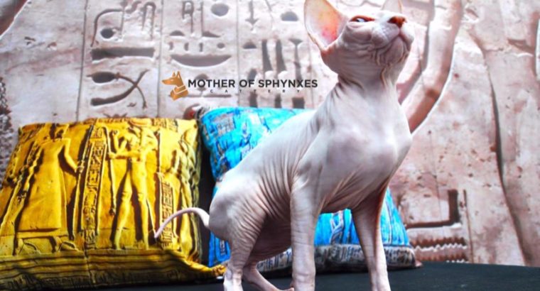 Sphynx kittens for sale