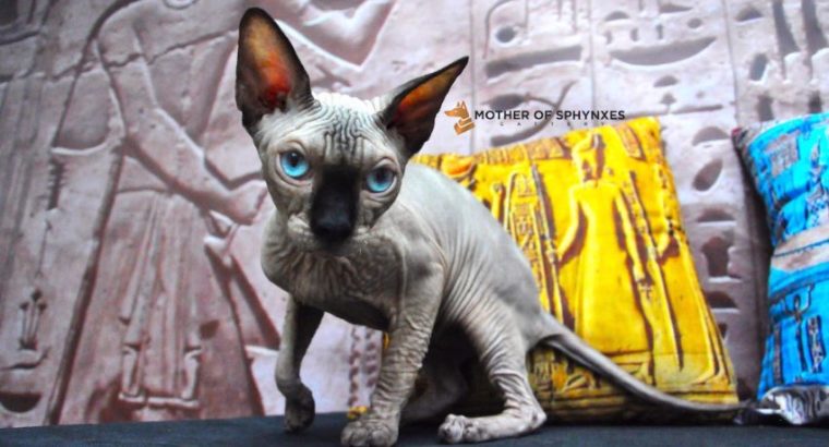 Sphynx kittens for sale