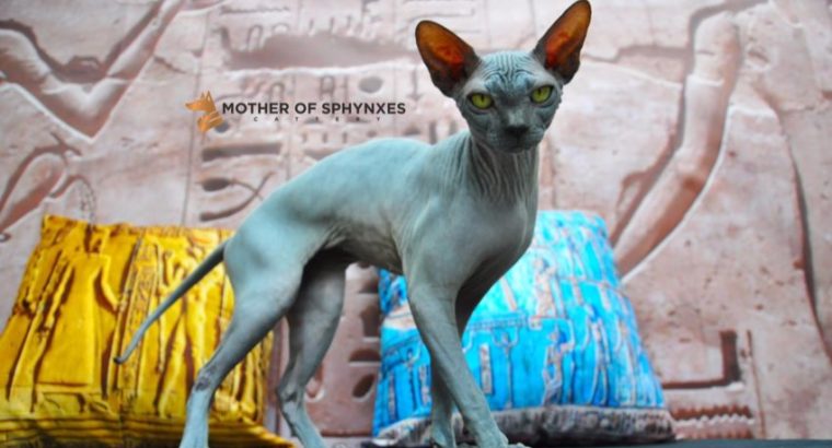 Sphynx kittens for sale