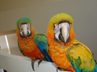 B&G, Hyacinth ,Blue Throated and capri macaws avai