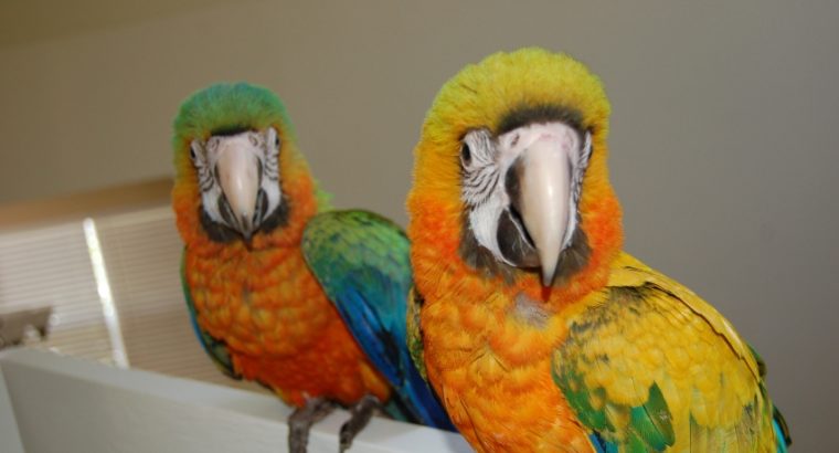 B&G, Hyacinth ,Blue Throated and capri macaws avai