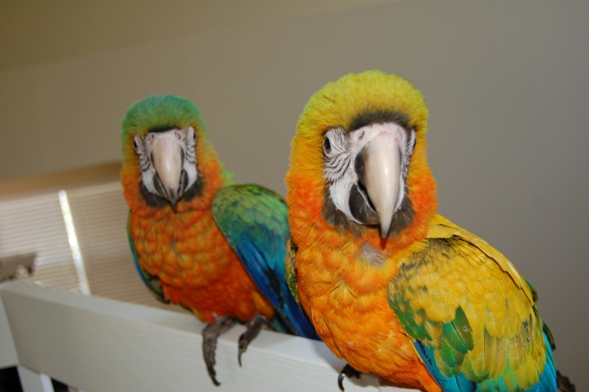 B&G, Hyacinth ,Blue Throated and capri macaws avai