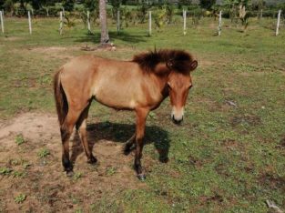 Ponies for Sale – Update