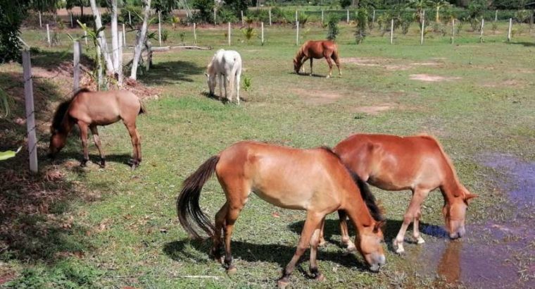 Ponies for Sale – Update