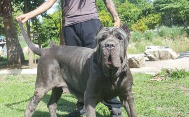 Bandog Puppies (Siam Molosser Line)