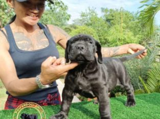 Bandog Puppies (Siam Molosser Line)