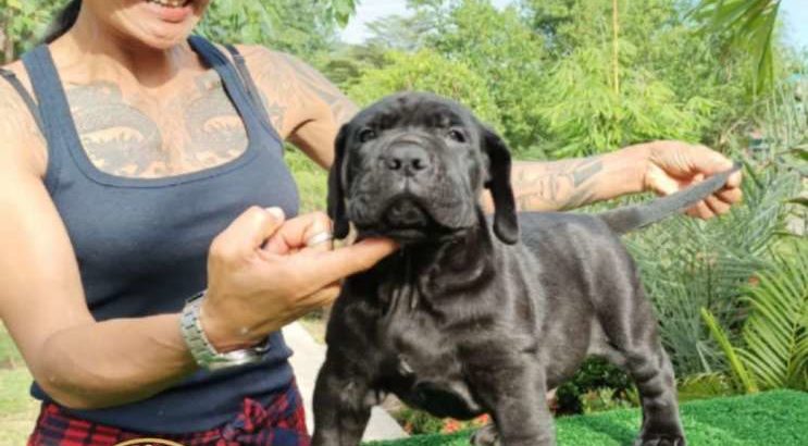 Bandog Puppies (Siam Molosser Line)