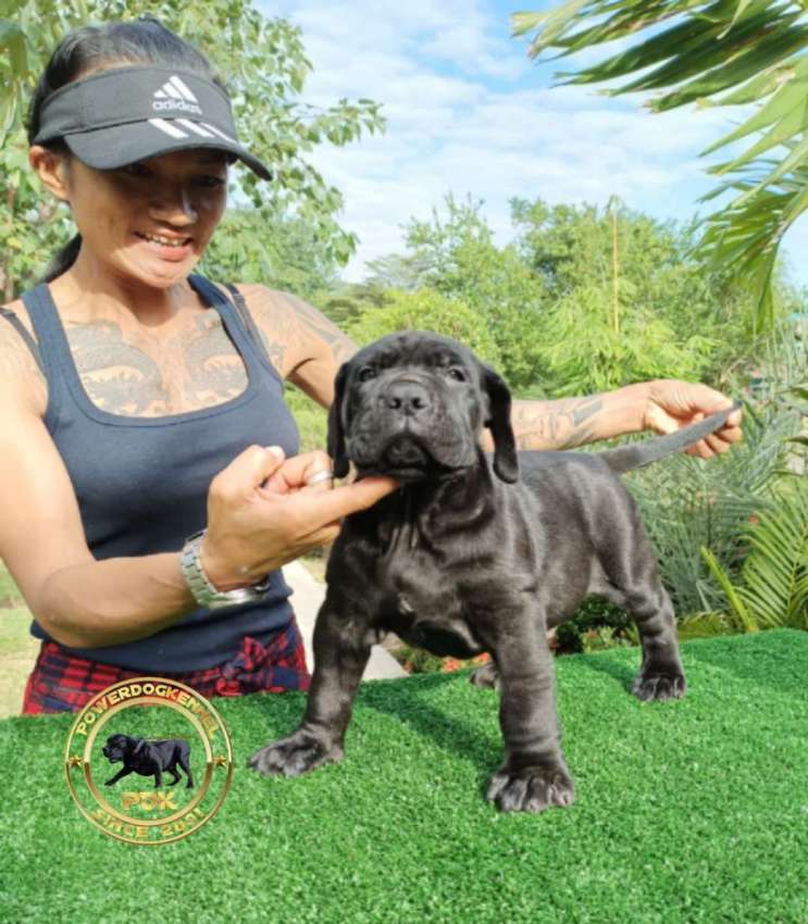 Bandog Puppies (Siam Molosser Line)