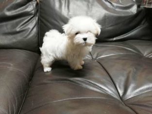 Maltese Puppies for sale