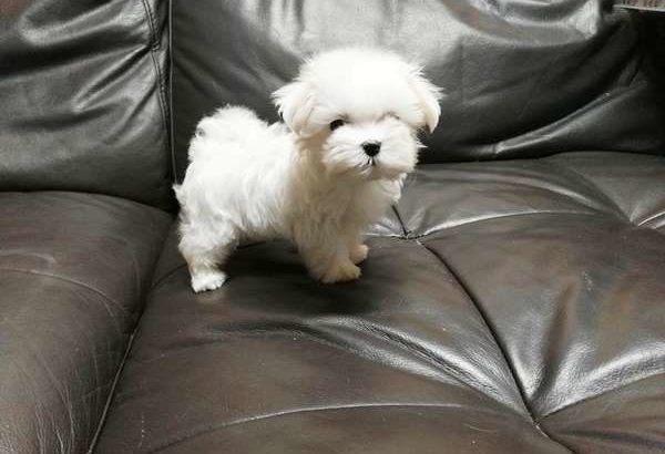 Maltese Puppies for sale