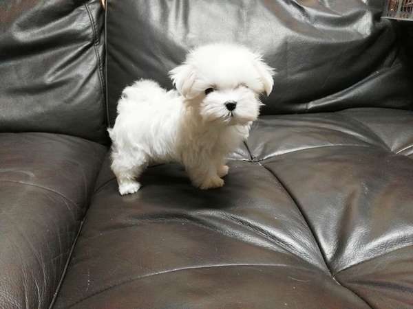 Maltese Puppies for sale