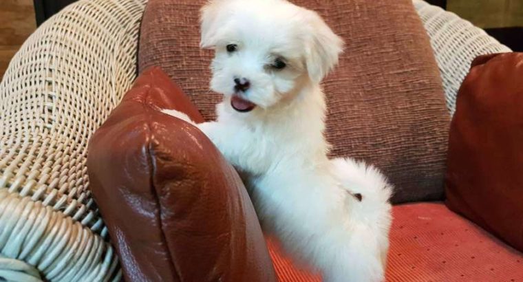 Maltese Puppies for sale