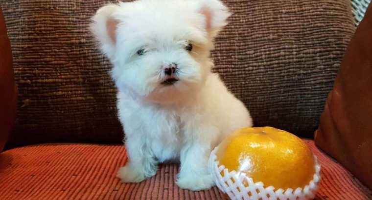 Maltese Puppies for sale