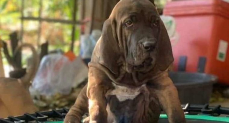 Fila brasileiro