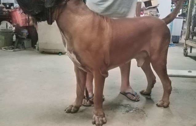 Fila brasileiro