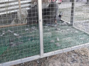 Guinea Fowls grey and white