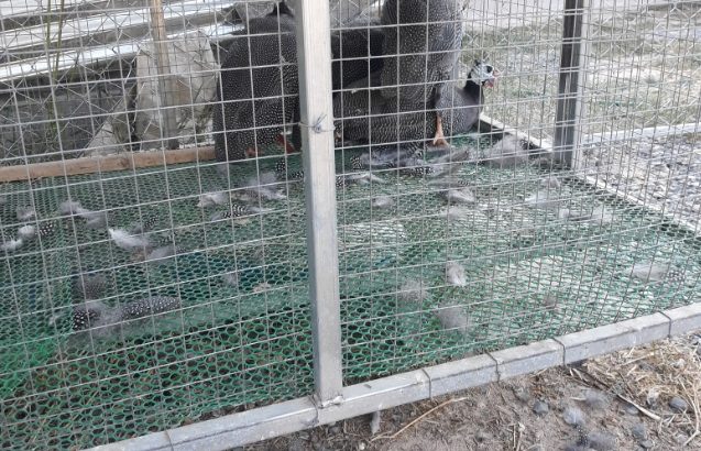 Guinea Fowls grey and white