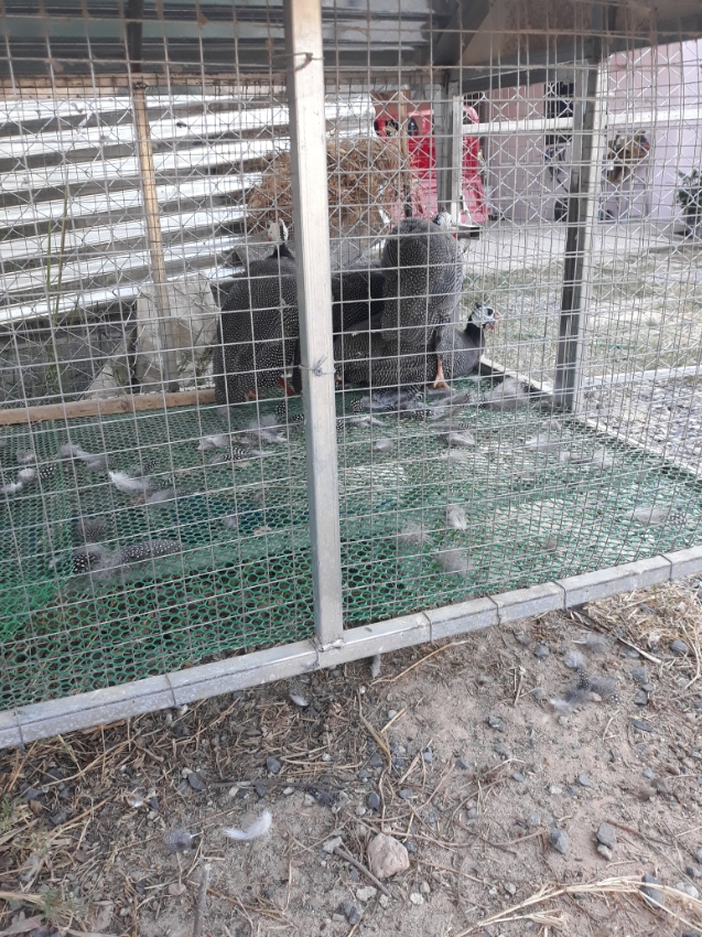 Guinea Fowls grey and white