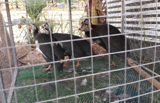 Guinea Fowls grey and white