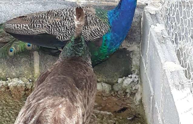 India Peacock