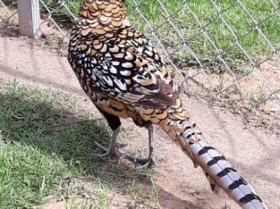 Pheasant Pair Reevers