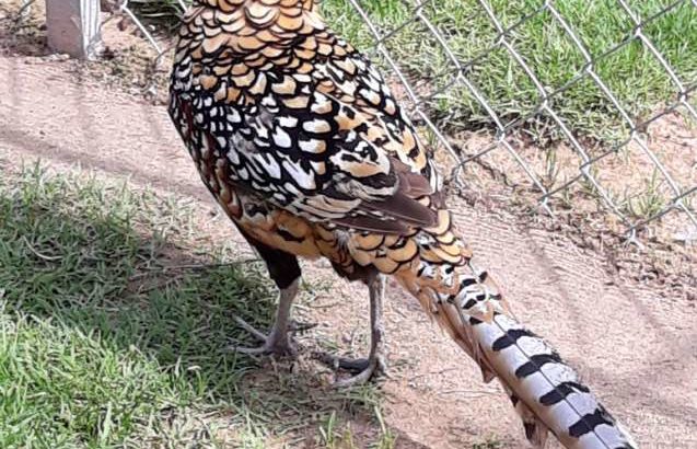 Pheasant Pair Reevers