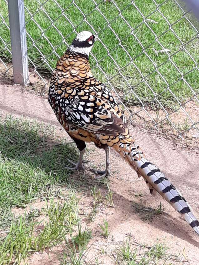 Pheasant Pair Reevers