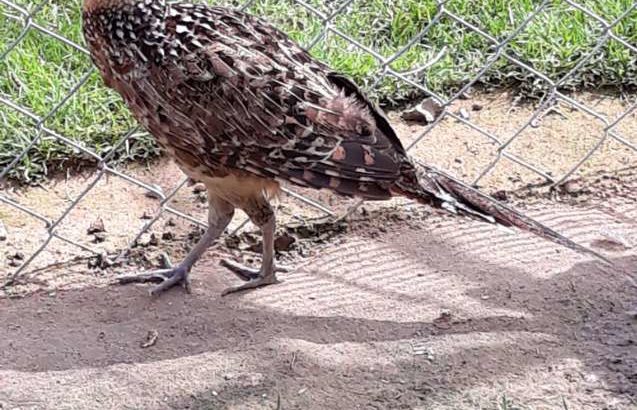 Pheasant Pair Reevers