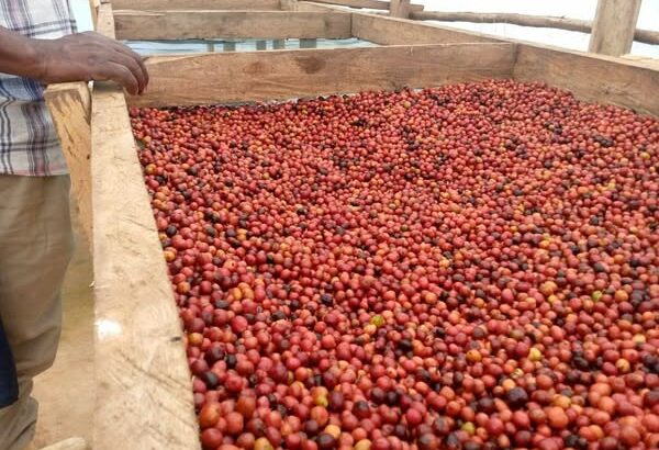 top-quality Ugandan robusta +27719755564