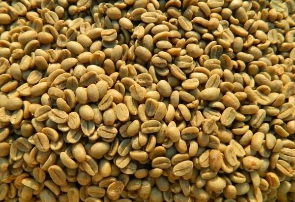 top-quality Ugandan robusta +27719755564