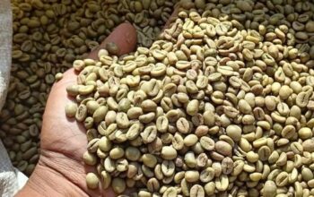 Green Coffee beans (Arabica Coffee) +27719755564